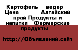 Картофель 20 ведер  › Цена ­ 1 500 - Алтайский край Продукты и напитки » Фермерские продукты   